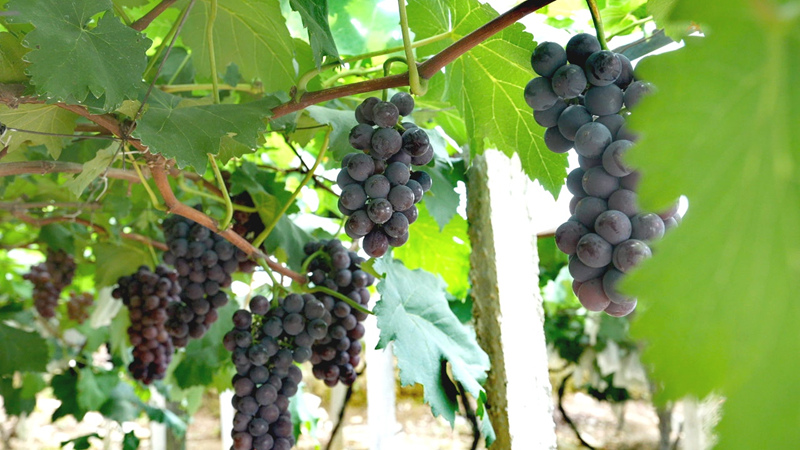 松桃生態葡萄甜蜜上市 串起鄉村振興致富路。