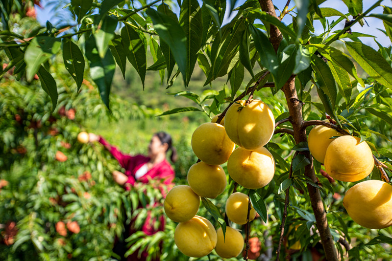 村民在貴州省黔西市洪水鎮官莊村豐月谷水果種植基地采摘黃桃。