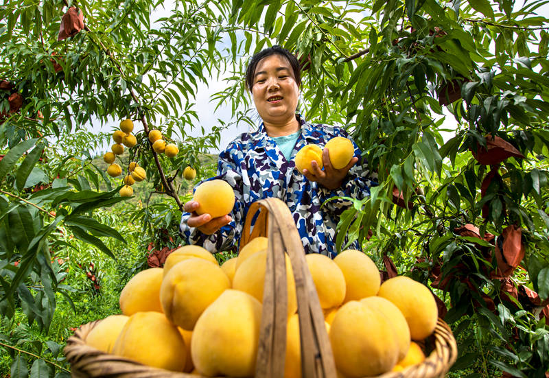 村民在貴州省黔西市洪水鎮(zhèn)官莊村豐月谷水果種植基地采摘黃桃。