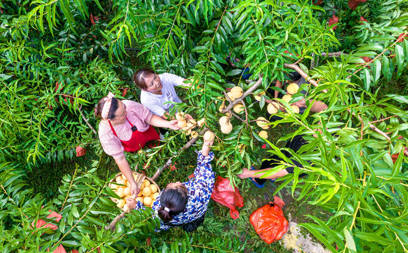 村民在貴州省黔西市洪水鎮官莊村豐月谷水果種植基地采摘黃桃（無人機照片）。