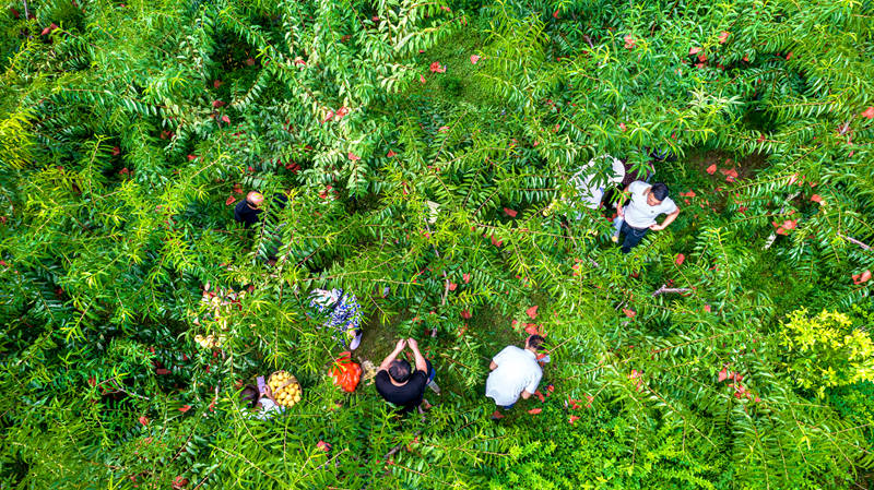 村民在貴州省黔西市洪水鎮(zhèn)官莊村豐月谷水果種植基地采摘黃桃（無人機(jī)照片）。