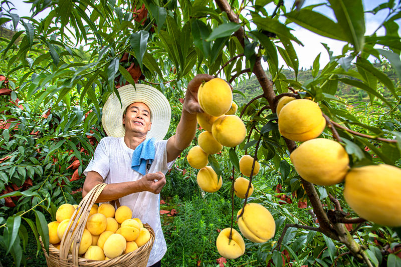 村民在貴州省黔西市洪水鎮官莊村豐月谷水果種植基地采摘黃桃。