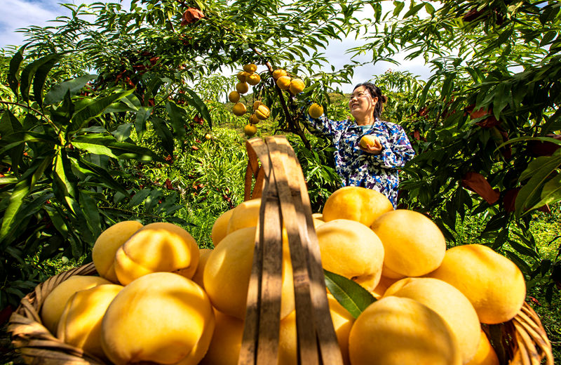 村民在貴州省黔西市洪水鎮官莊村豐月谷水果種植基地采摘黃桃。