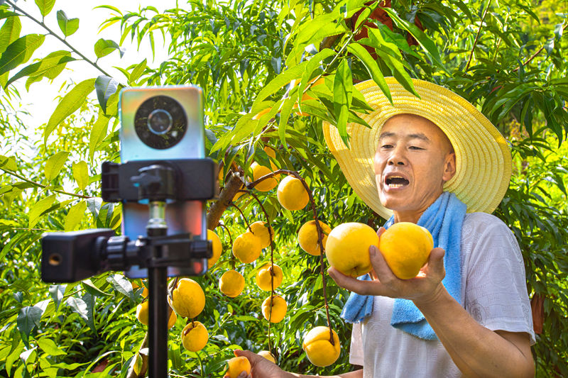 村民在貴州省黔西市洪水鎮官莊村豐月谷水果種植基地直播銷售黃桃。