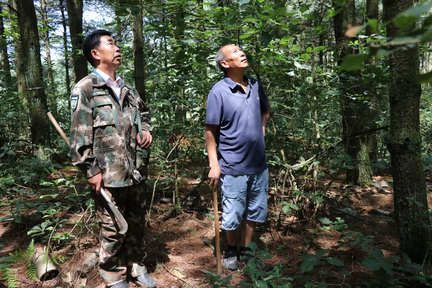 翟思平和生態護林員一起在管護區巡護。邱雪攝