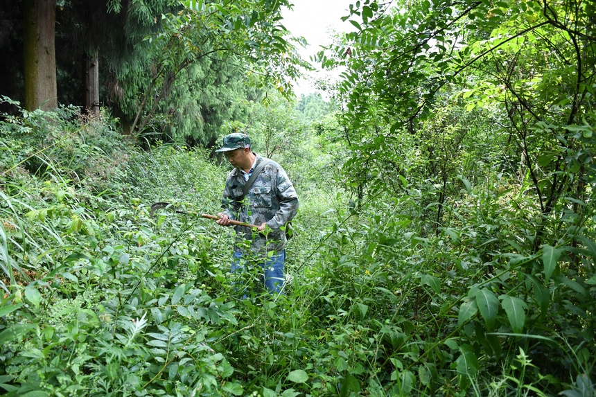 姚克禮在巡林。
