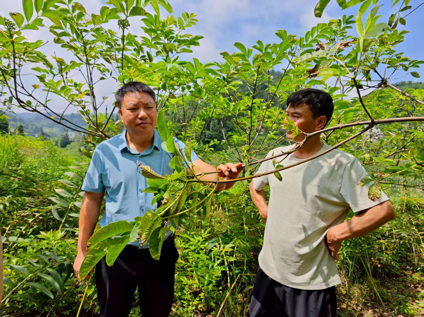 農技人員指導種植戶目前黃精的種植技術。