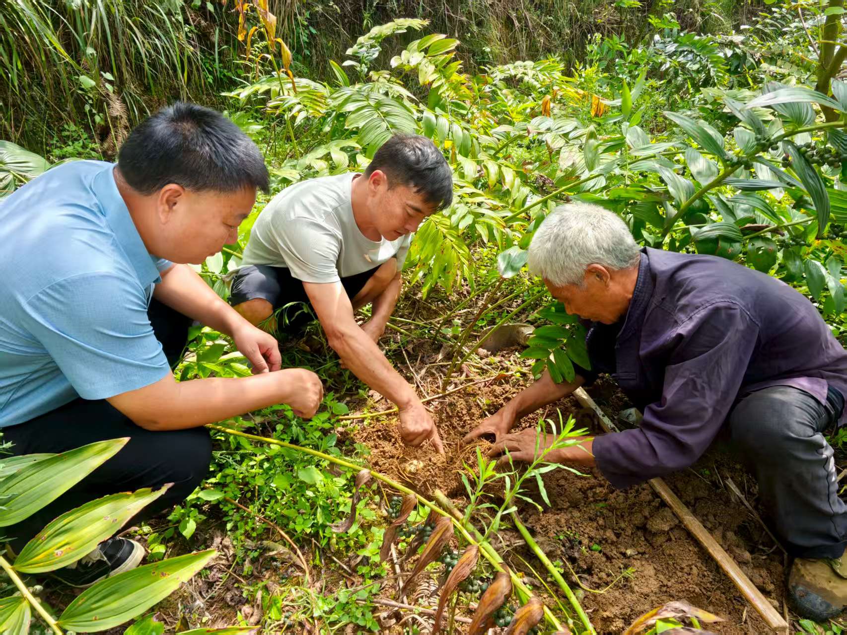 農技人員、種植戶、務工村民一起查看地里黃精長勢。