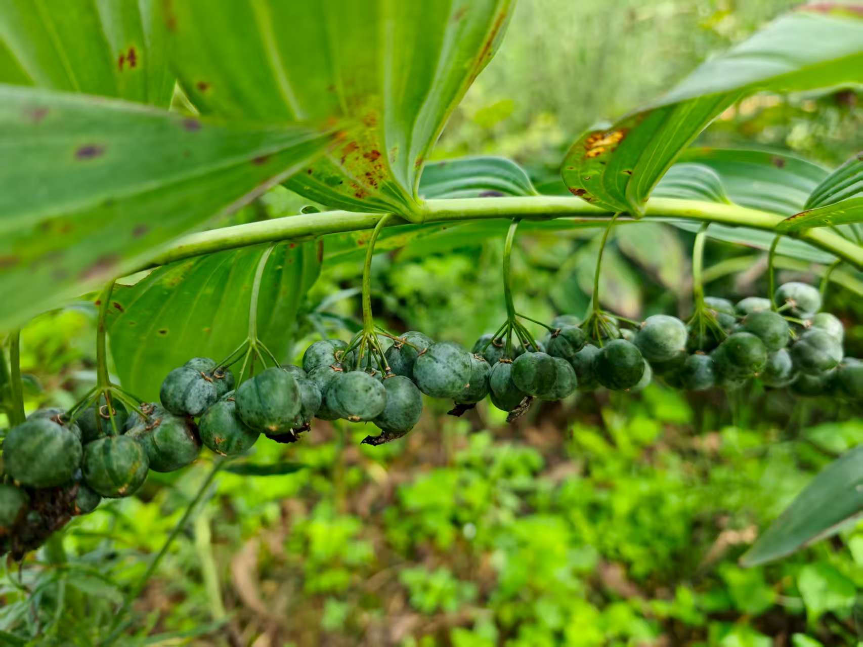 黃精正在掛果期。