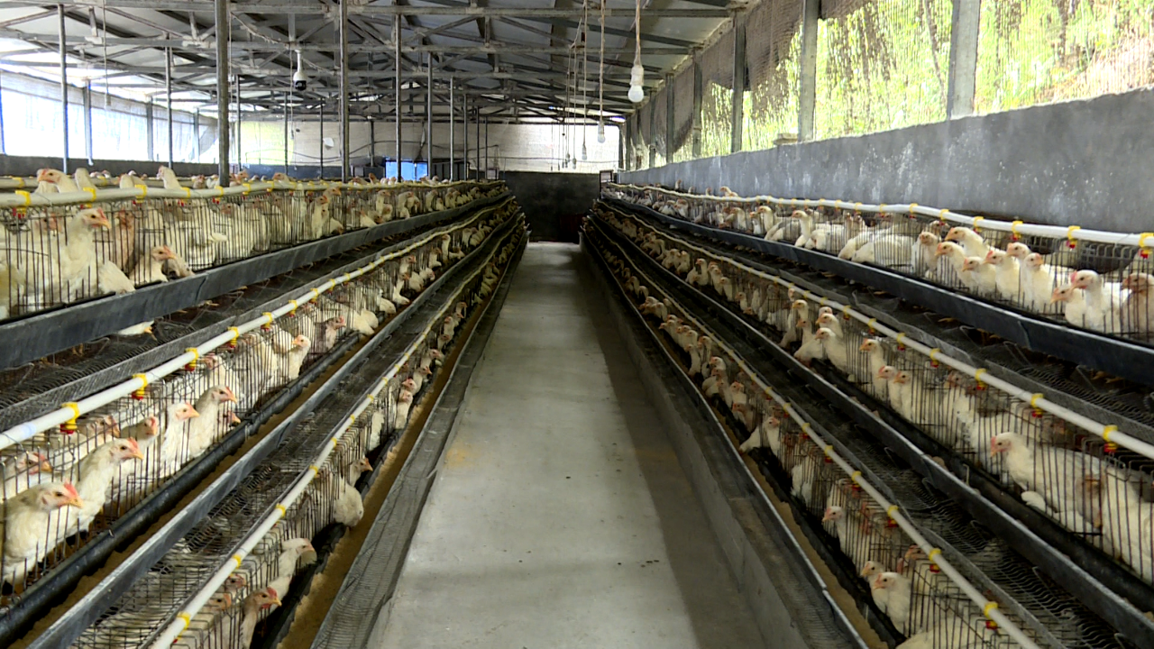 蛋雞養殖場里一排排、一層層雞籠架,排列有序、干凈整潔,9500羽蛋雞在雞籠中爭相進食,活力滿滿。