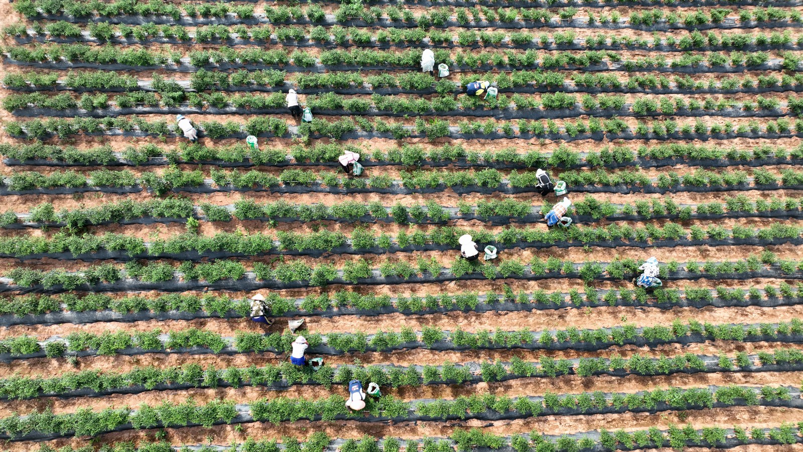 清鎮(zhèn)市麥格鄉(xiāng)小靛山的辣椒豐收了。