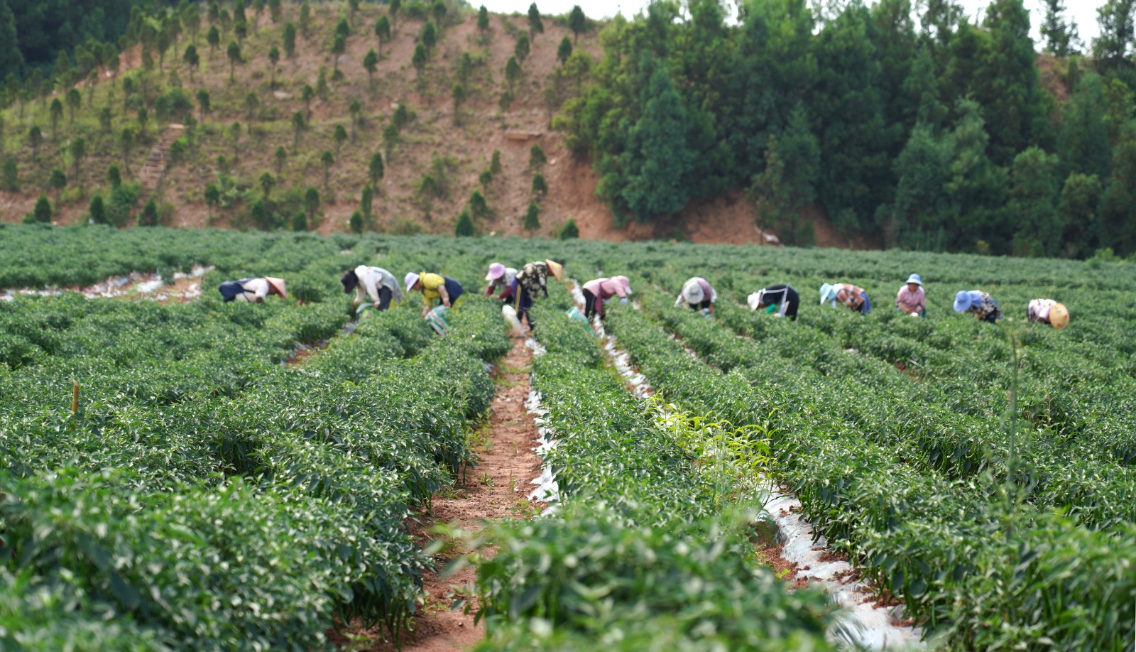 清鎮市麥格鄉小靛山的辣椒豐收了。