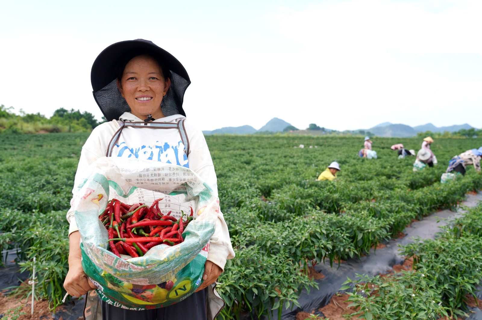 清鎮市麥格鄉小靛山的辣椒豐收了。
