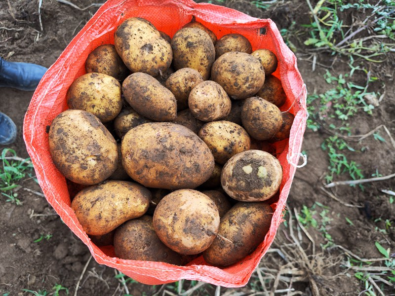 赫章縣興發鄉采挖的畢薯8號馬鈴薯。羅靜漪攝