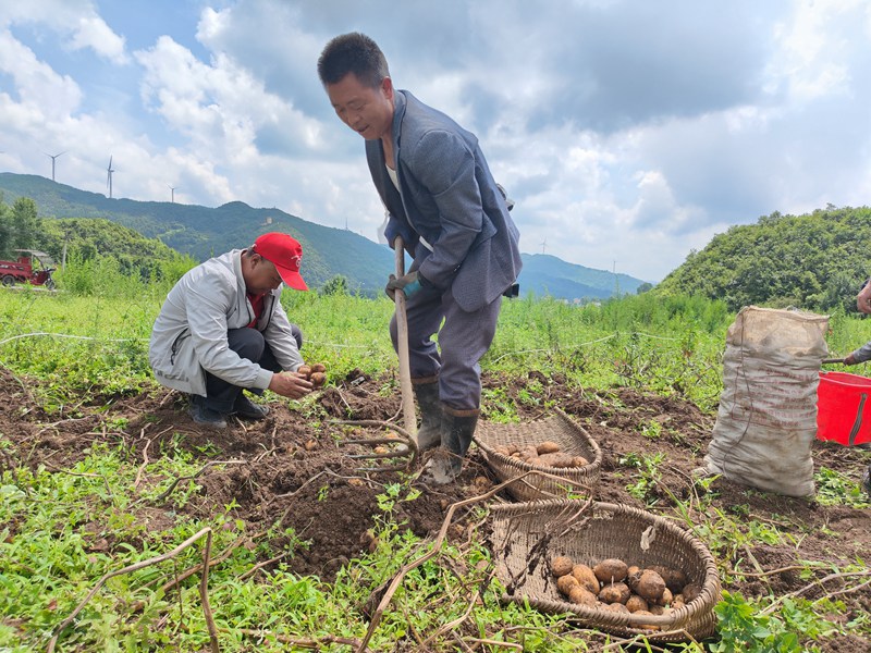 赫章縣興發(fā)鄉(xiāng)村民采挖畢薯8號(hào)馬鈴薯。羅靜漪攝