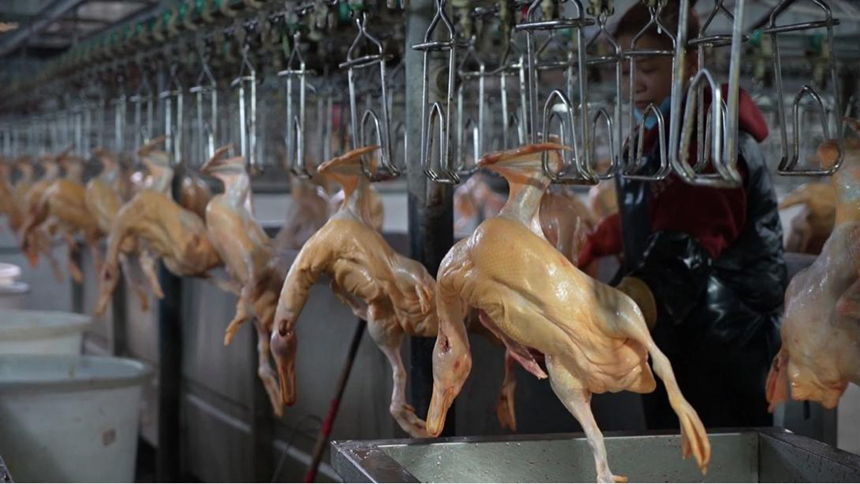 長順縣但家食品有限公司生產車間。黔南州稅務局供圖