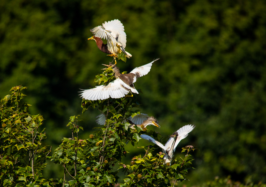 綠水青山鳥歡暢。貴州省林業局供圖