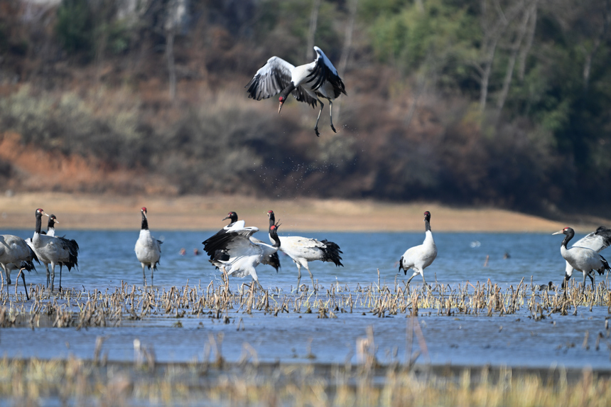 爭斗。貴州省林業(yè)局供圖