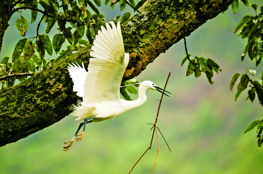 忙著銜枝筑巢的鷺鳥。王玉貴攝