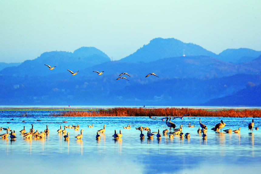 草海國家級保護區鳥類在覓食越冬。沈光勇攝