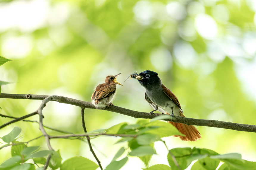 中南壽帶鳥。貴州省林業局供圖
