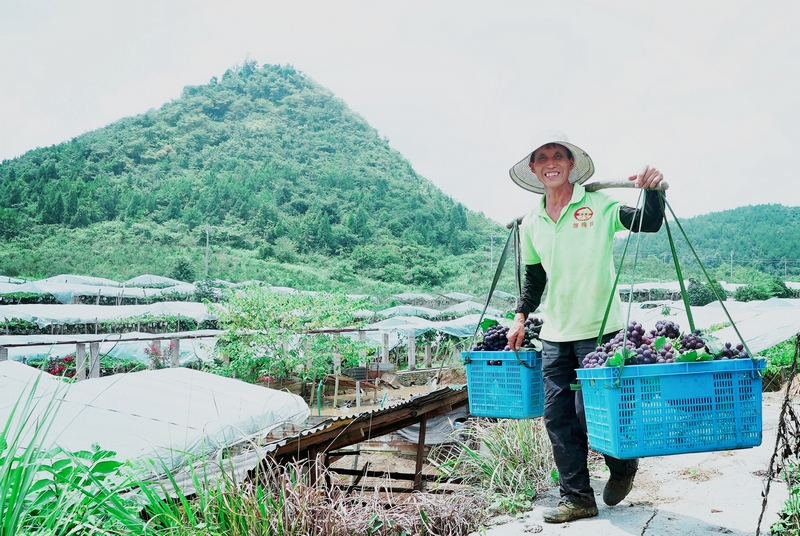 貴州松桃:生態(tài)葡萄甜蜜上市 串起鄉(xiāng)村振興致富路。