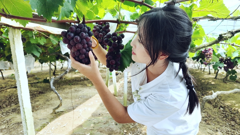 貴州松桃:生態(tài)葡萄甜蜜上市 串起鄉(xiāng)村振興致富路。