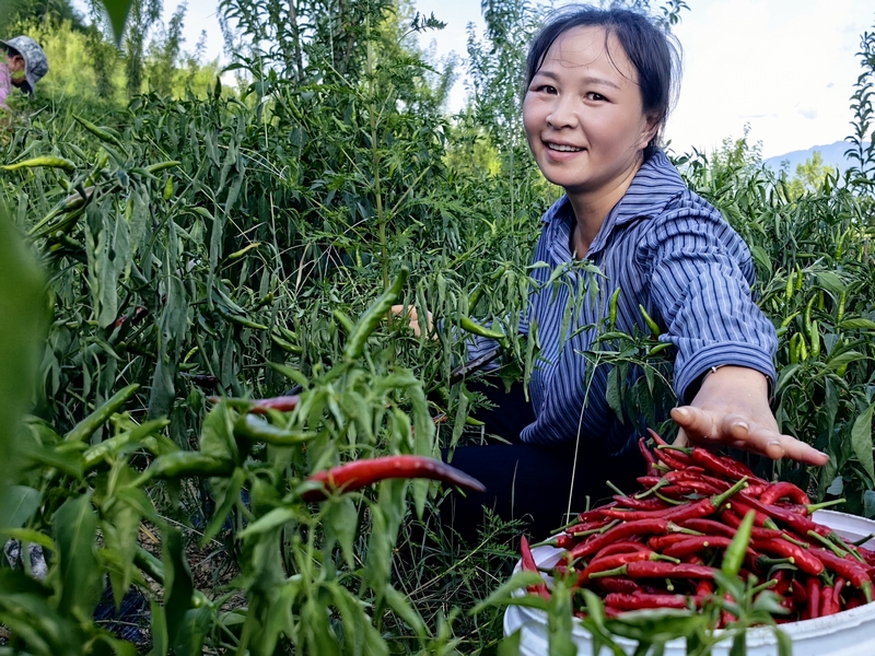 松桃甘龍鎮:辣椒大豐收 椒農笑顏開。