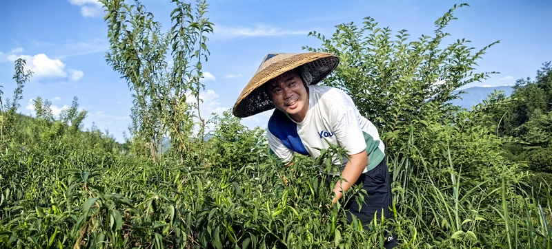 松桃甘龍鎮:辣椒大豐收 椒農笑顏開。