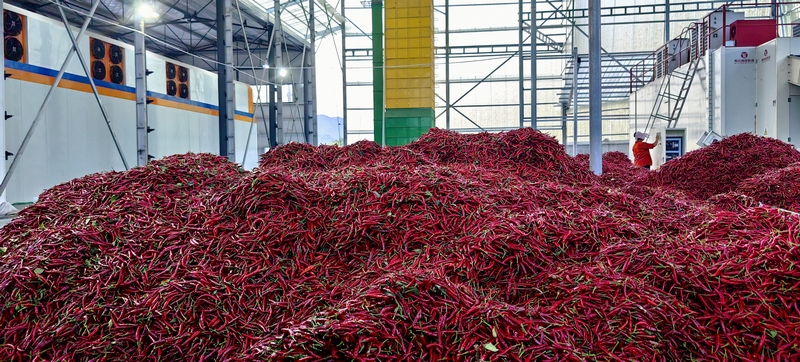 松桃甘龍鎮:辣椒大豐收 椒農笑顏開。