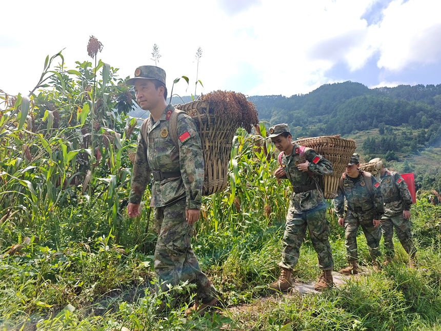 民兵收割高粱。