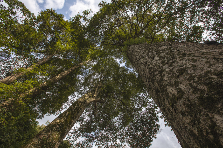 香楠古樹。田東攝