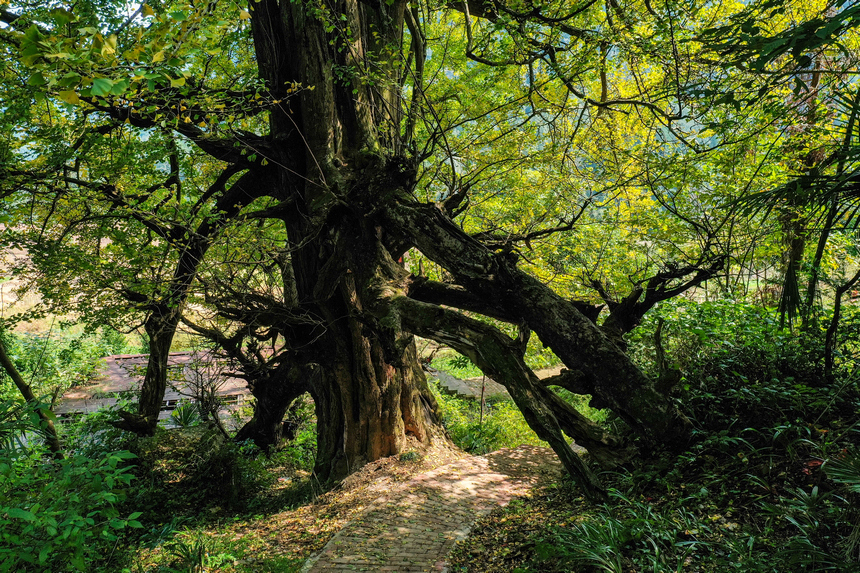銀杏古樹。吳先勇攝