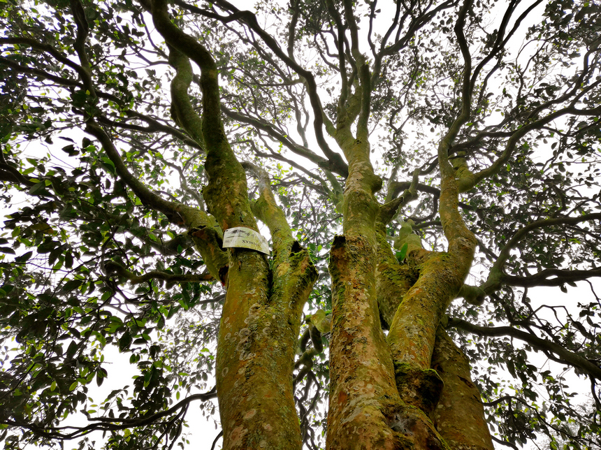 習水縣古樹茶。 羅利飛攝