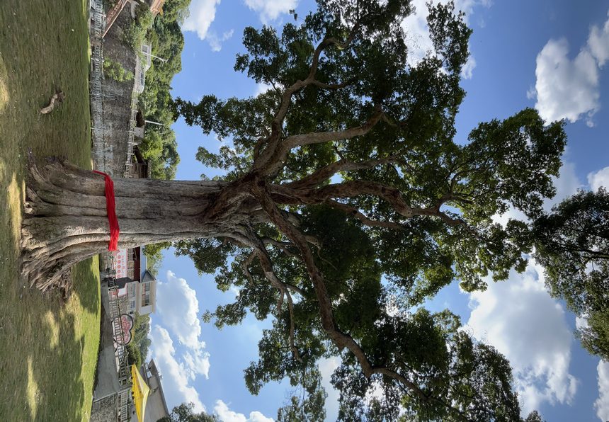 思南縣境內(nèi)中國最大古楠木,樹齡約1300多年。代忠迪攝