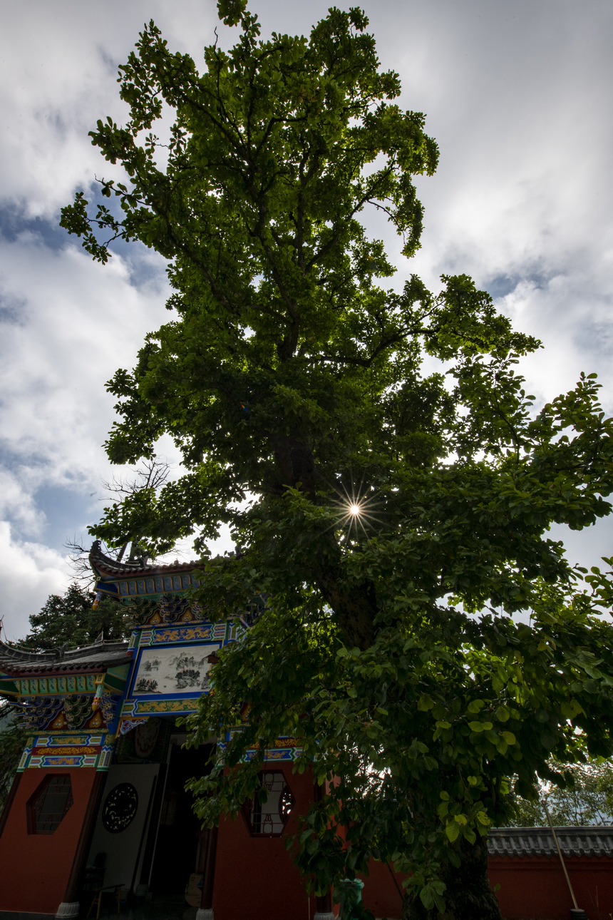 位于七星關區靈峰寺至今已650百多年的玉蘭花樹。白麗霞攝