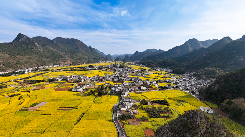 鳥瞰萬峰林花海。帥家明攝