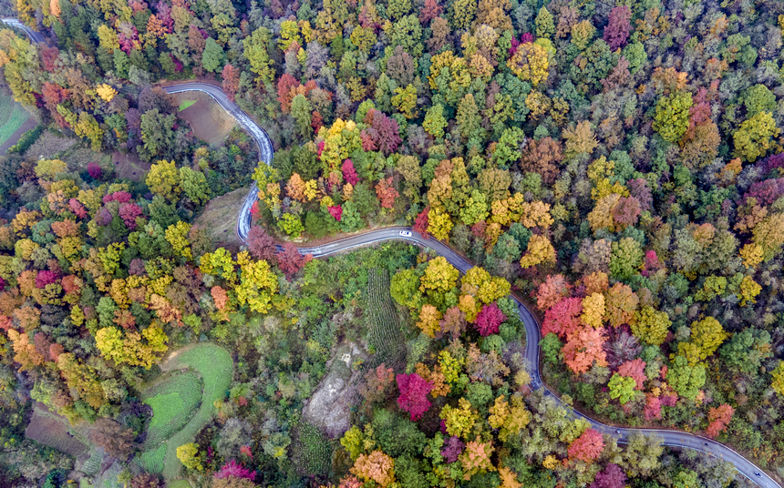 層林盡染。李良勇攝