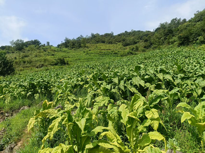 圖為烤煙示范種植基地。