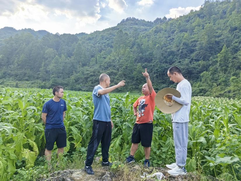 毛隊長查看黑葉猴損壞農作物情況。