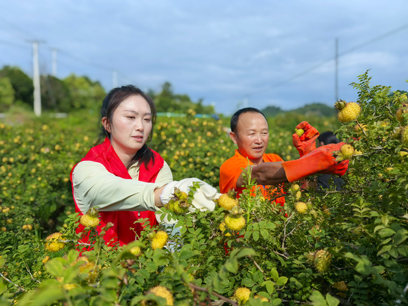 駐村工作隊變身“志愿紅”,與村民穿梭林間,一起定格最美豐收色。