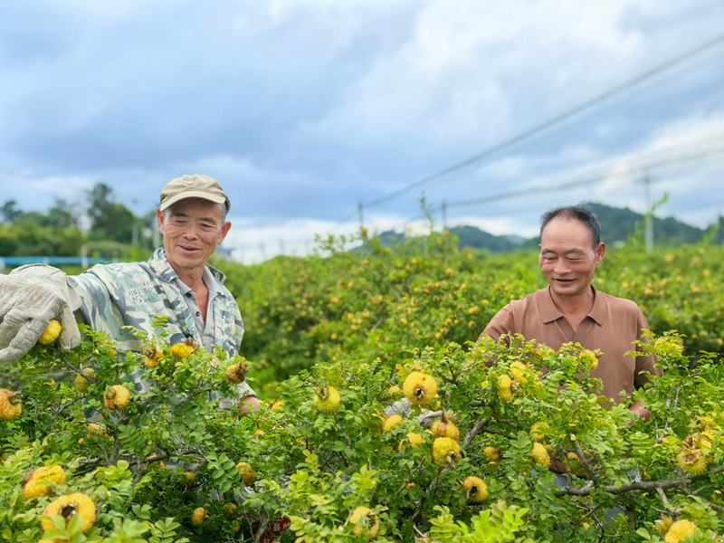 村民正在采摘刺梨。