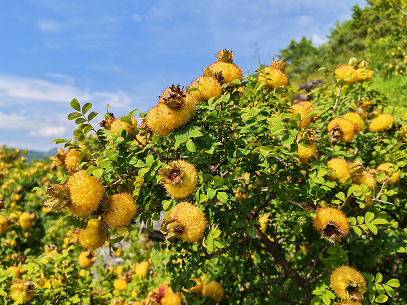 金黃的刺梨果。