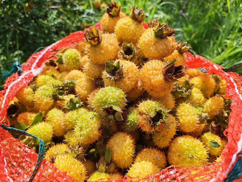 金黃的刺梨果。