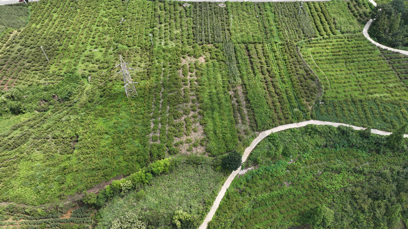 洗馬鎮臺上村刺梨種植基地。