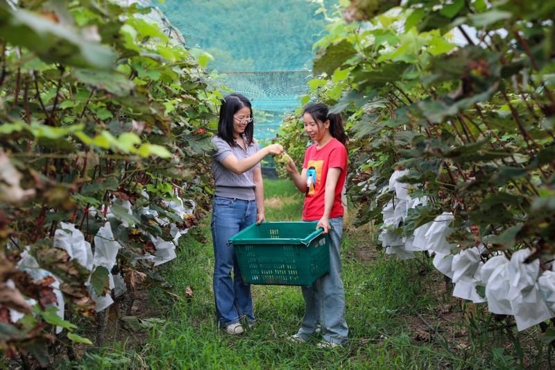 游客采摘葡萄。沈建華攝.jpg