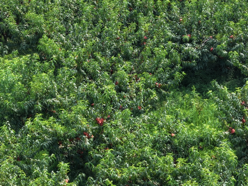 禹謨鎮(zhèn)大龍村牛角井的黃桃種植基地。 金莎 攝.jpg