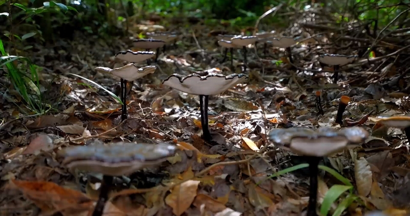 鎮遠縣大地鄉靈芝種植基地的靈芝長勢喜人。
