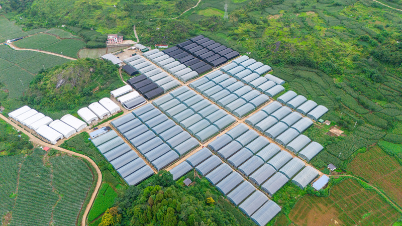 菊花種植基地。