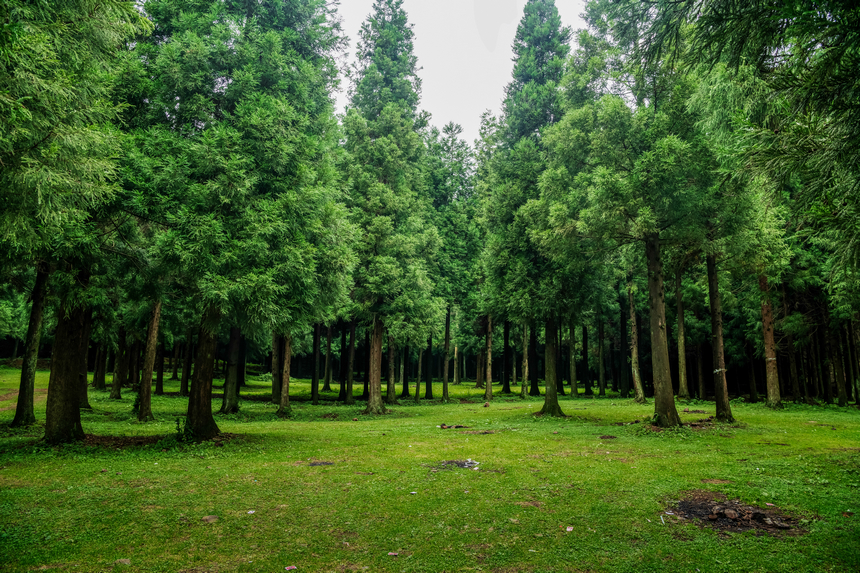 《清新雨奪箐》。肖本祥攝